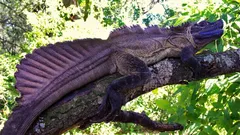 Wist je dat er op aarde echt ‘draken’ bestaan en dat ze binnenkort kunnen verdwijnen?