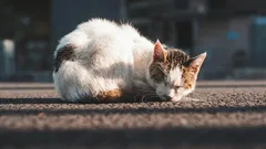 Zijn zwerfkatten dankbaar als je ze mee naar huis neemt?