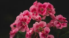 Geranium verzorging: zo stimuleer je nieuwe knoppen en frisse groei