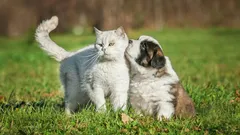 Hoe leer je je hond om niet op katten te reageren