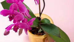 Zo laat je een orchidee het hele jaar door bloeien met een meststof die je al in de koelkast hebt.