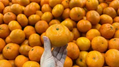 Hoe kies je in de winkel zoete en lekkere mandarijnen op basis van hun uiterlijk